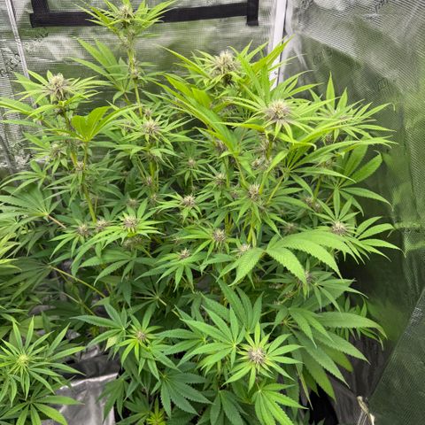 Maui Wowie Gushers F2 growlog photo: Beginning week 4 of flower 