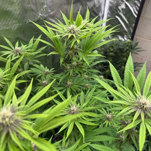 Maui Wowie Gushers F2 growlog photo: Beginning week 4 of flower 