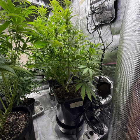 4K growlog timeline photo