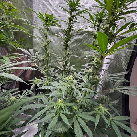 Cherry Jelly x Golden Goat growlog timeline photo