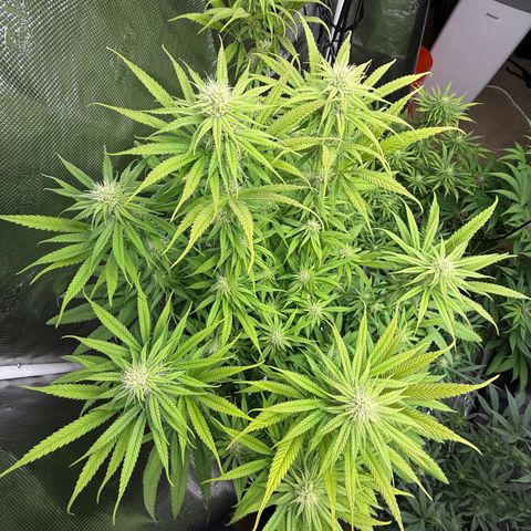 Maui Wowie Gushers F2 growlog timeline photo