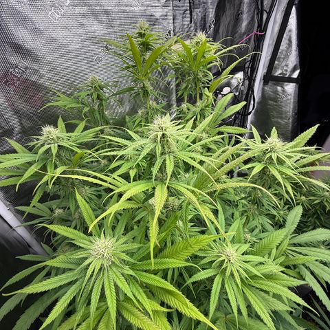 Maui Wowie Gushers F2 growlog timeline photo