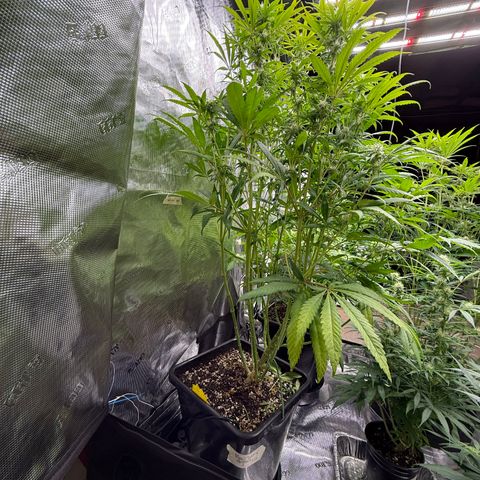 Maui Wowie Gushers F2 growlog timeline photo