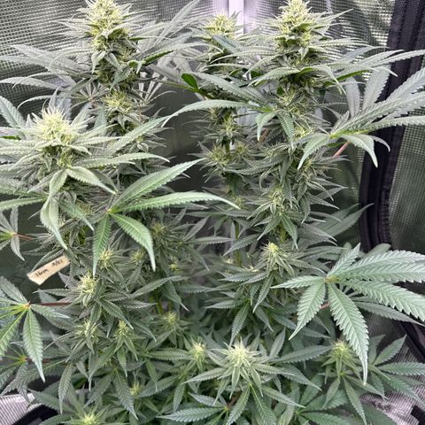Cherry Jelly x Golden Goat growlog timeline photo