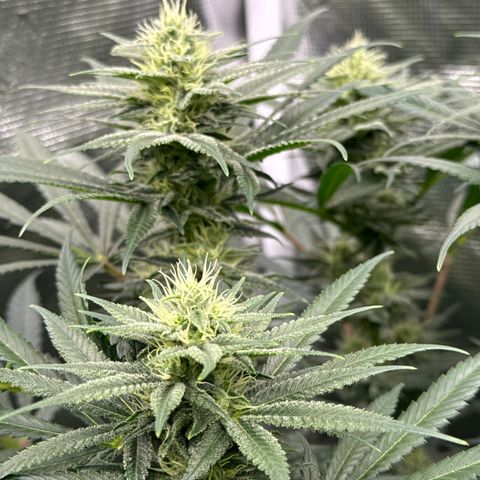 Cherry Jelly x Golden Goat growlog timeline photo