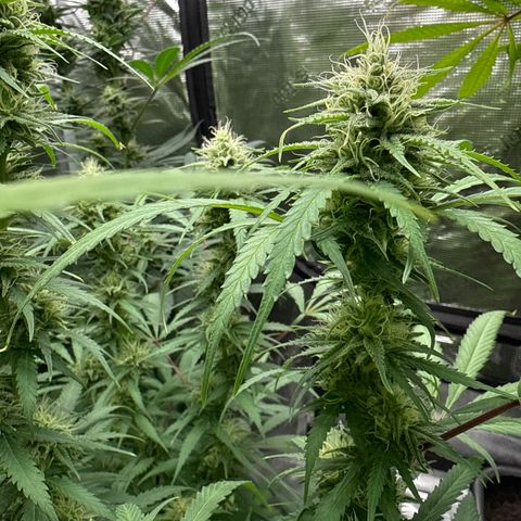 4K growlog timeline photo