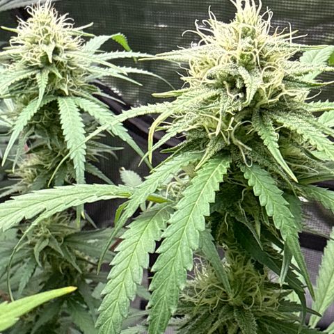 4K growlog timeline photo