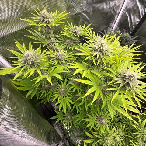 Maui Wowie Gushers F2 growlog timeline photo