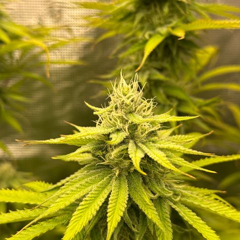 Maui Wowie Gushers F2 growlog timeline photo