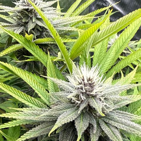 Maui Wowie Gushers F2 growlog timeline photo