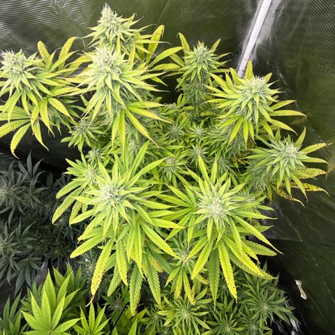 Maui Wowie Gushers F2 growlog timeline photo