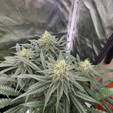 Cherry Jelly x Golden Goat growlog timeline photo