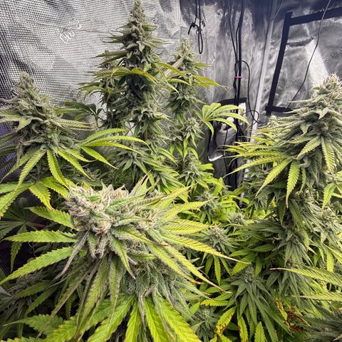 Maui Wowie Gushers F2 growlog timeline photo