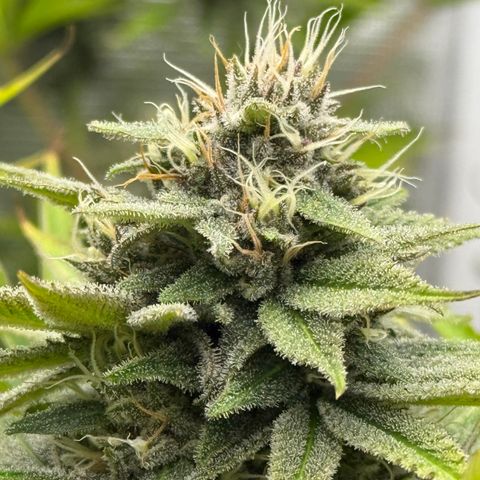 Maui Wowie Gushers F2 growlog timeline photo