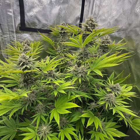 Maui Wowie Gushers F2 growlog timeline photo