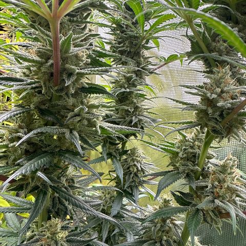 Cherry Jelly x Golden Goat growlog timeline photo