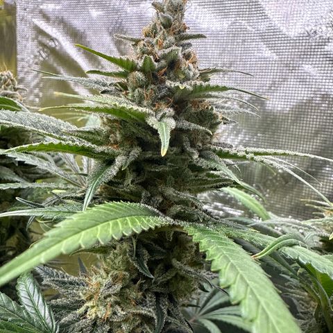 Cherry Jelly x Golden Goat growlog timeline photo