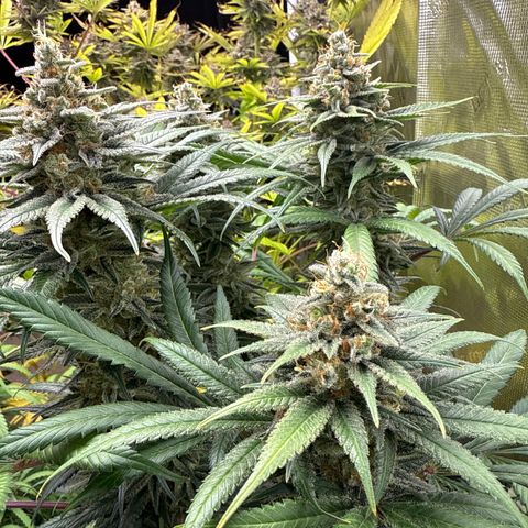 Cherry Jelly x Golden Goat growlog timeline photo