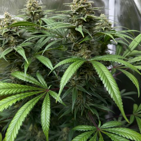 Cherry Jelly x Golden Goat growlog timeline photo