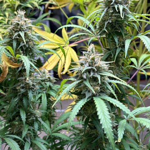4K growlog timeline photo