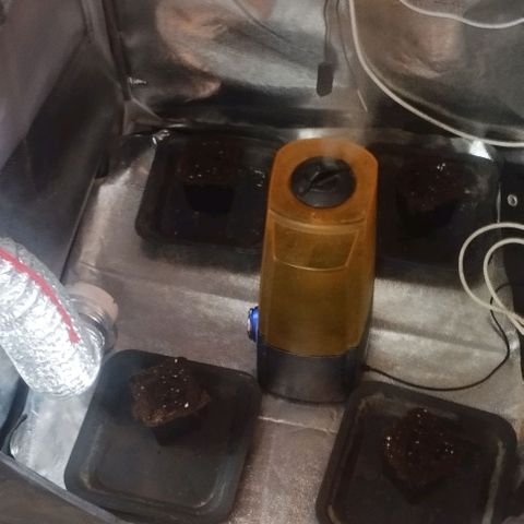Fuel OG #4 growlog photo: Semi aperti, ora terra buoio e umidità 