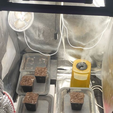Fuel OG #4 growlog timeline photo