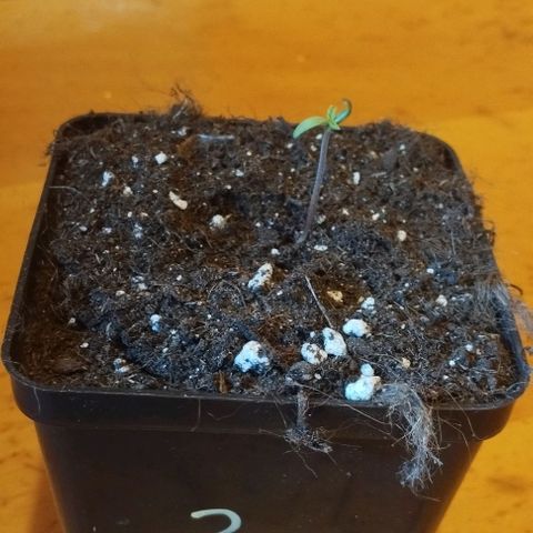 Fuel OG #2 growlog timeline photo