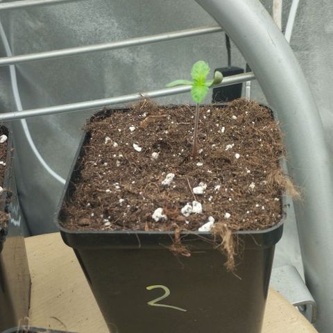 Fuel OG #4 growlog timeline photo