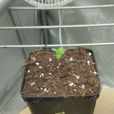 Fuel OG #4 growlog timeline photo