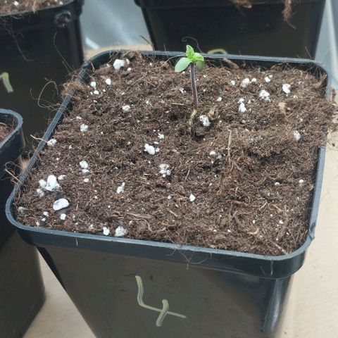 Fuel OG #4 growlog timeline photo
