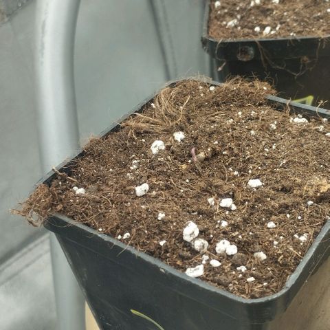Fuel OG #3 growlog timeline photo