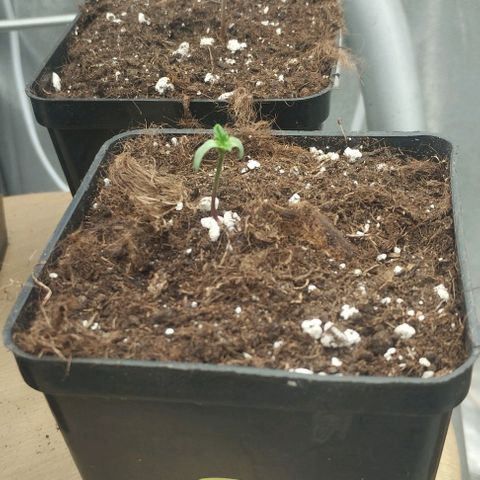 Fuel OG #3 growlog timeline photo