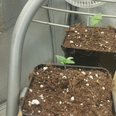 Fuel OG #4 growlog timeline photo