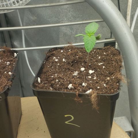 Fuel OG #2 growlog timeline photo