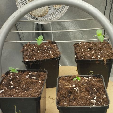 Fuel OG #4 growlog timeline photo
