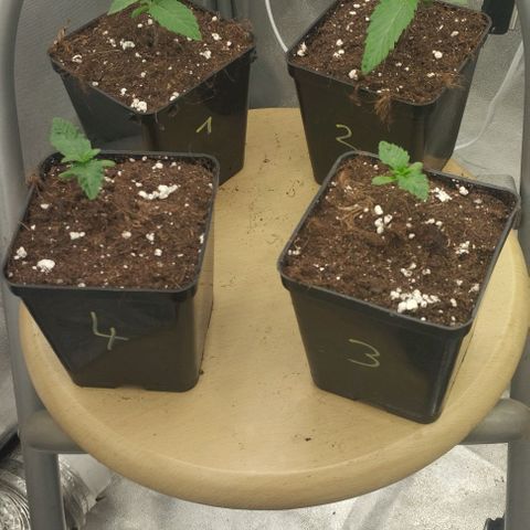 Fuel OG #4 growlog timeline photo