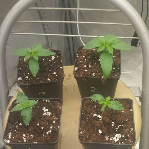 Fuel OG #4 growlog timeline photo