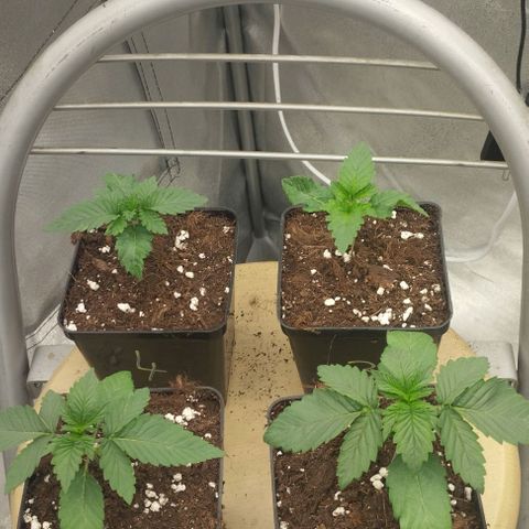 Fuel OG #4 growlog timeline photo