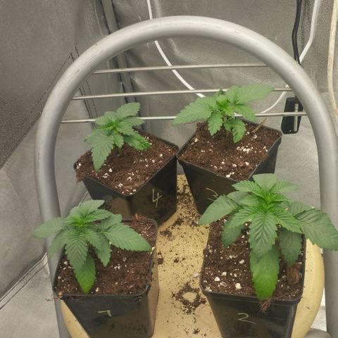 Fuel OG #4 growlog timeline photo