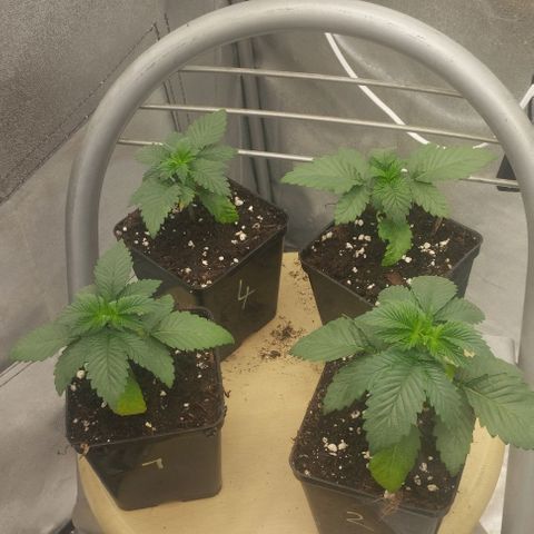 Fuel OG #4 growlog timeline photo