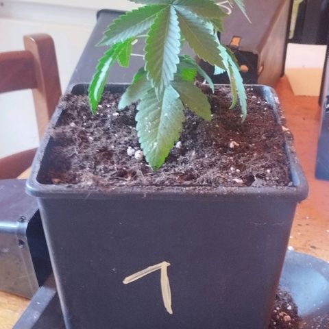Fuel OG #4 growlog photo: Travaso da 0.6 a 3.6