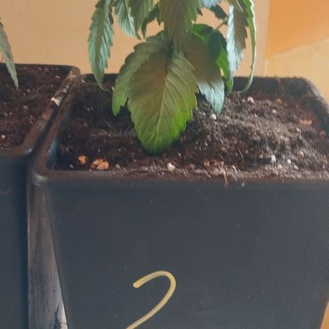 Fuel OG #4 growlog photo: Travaso da 0.6 a 3.6