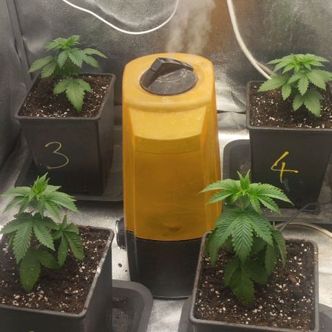 Fuel OG #4 growlog timeline photo