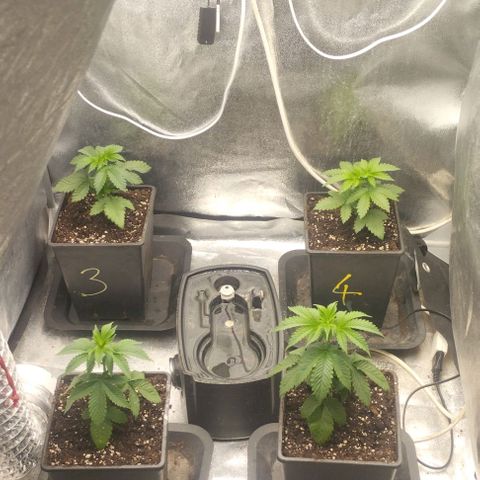 Fuel OG #4 growlog timeline photo