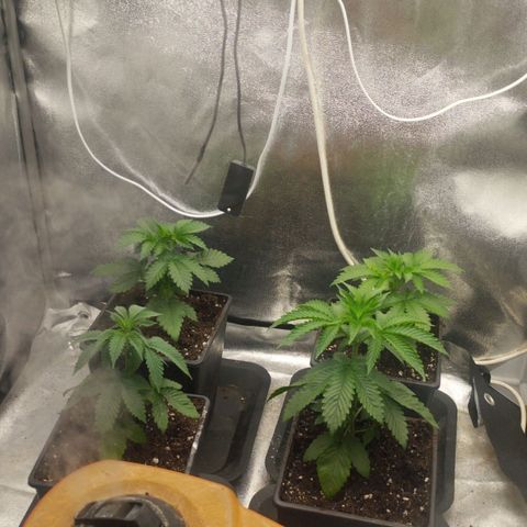 Fuel OG #4 growlog timeline photo
