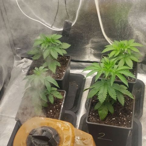 Fuel OG #4 growlog timeline photo
