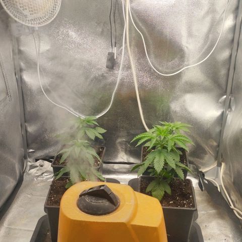 Fuel OG #4 growlog timeline photo