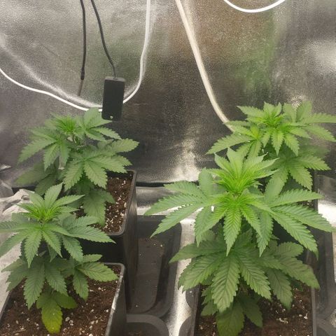 Fuel OG #4 growlog timeline photo