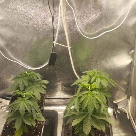 Fuel OG #4 growlog timeline photo