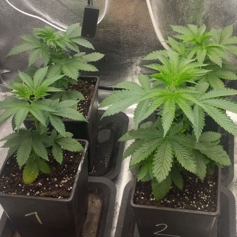 Fuel OG #4 growlog timeline photo